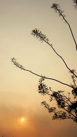 Silhouette trees against sky at sunset