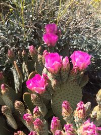 Close-up of pink flowers