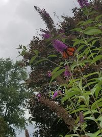 Low angle view of insect on purple flower