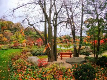 View of trees in park during autumn