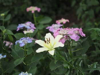 Close-up of pink flowering plant