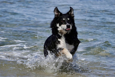 Portrait of dog in the sea