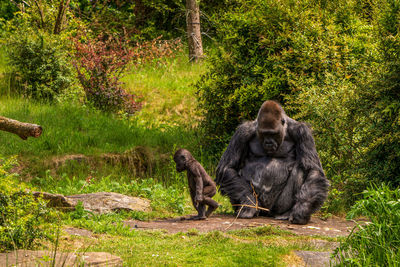 Gorilla in the apenheul monkey park in the netherlands