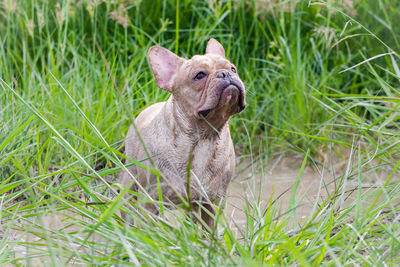 Dog sitting in grass