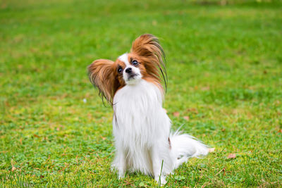 View of a dog on field