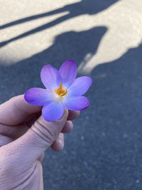 High angle view of hand holding purple flowering plant