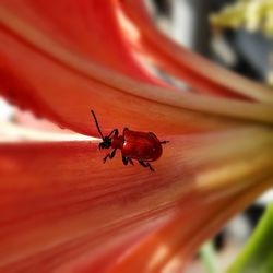 Close-up of ladybug on leaf