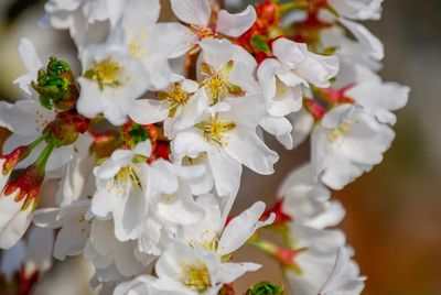 Close-up of white flowers