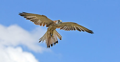 Low angle view of eagle flying against clear blue sky