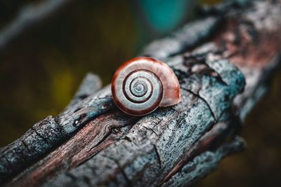 Close-up of snail on wood