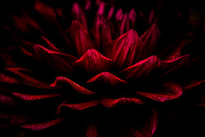 Close-up of red rose flower against black background