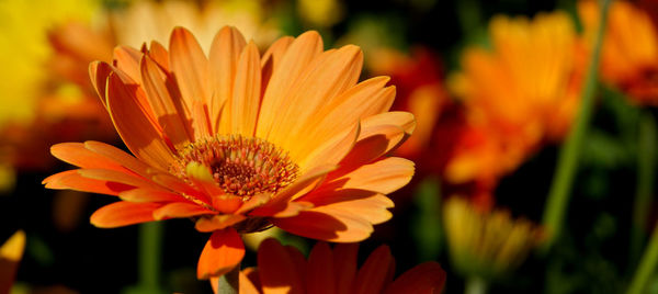 Close-up of daisy flower