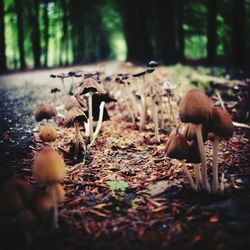 Close-up of mushroom growing on field