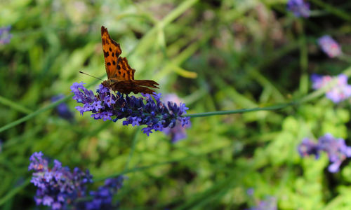 Close-up of butterfly on flower