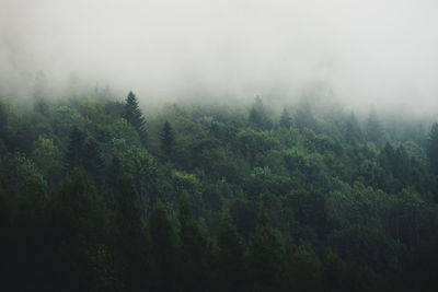 Scenic view of forest against sky during foggy weather