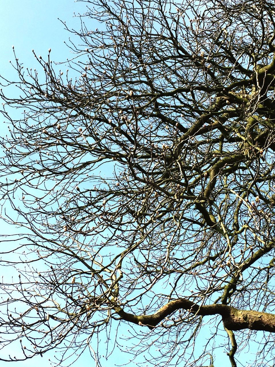 low angle view, branch, tree, bare tree, clear sky, nature, growth, tranquility, sky, beauty in nature, full frame, backgrounds, day, outdoors, no people, scenics, high section, directly below, treetop, leaf