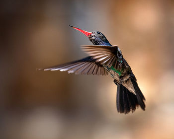 Close-up of bird flying