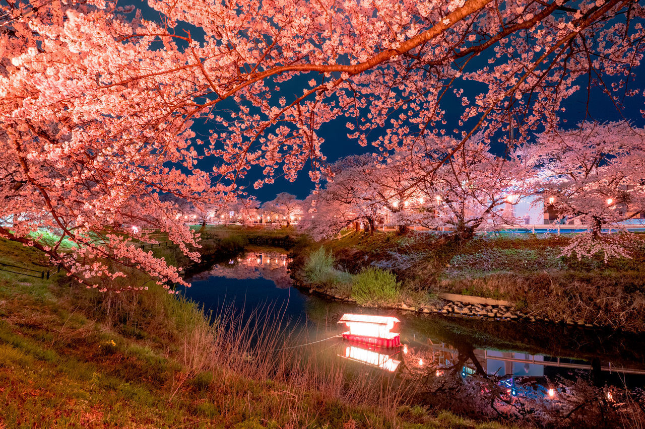 CHERRY BLOSSOMS IN AUTUMN