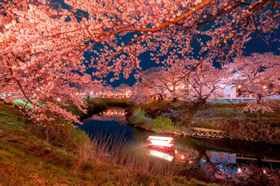 View of cherry blossom from tree during autumn