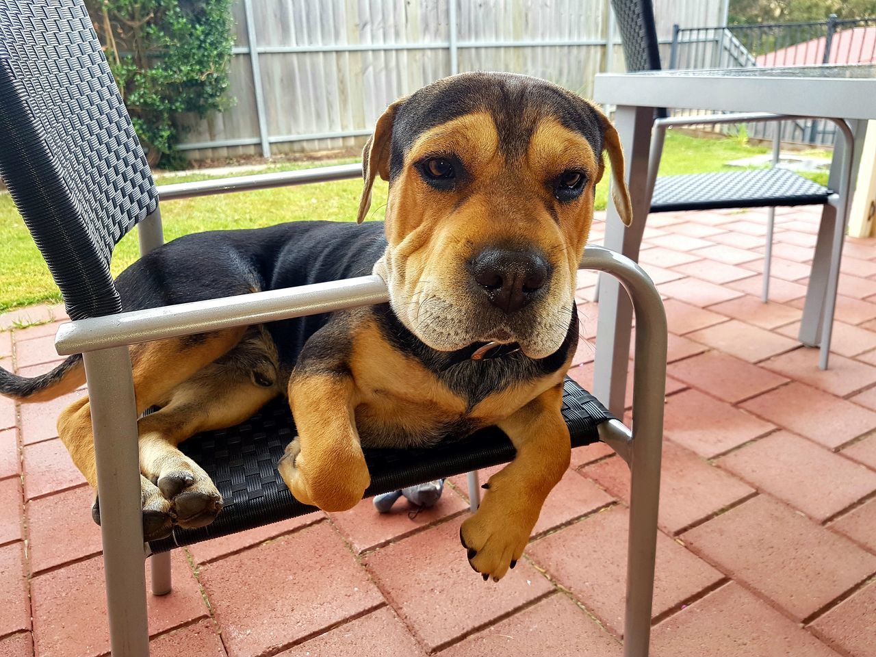 Chair sharpei cross dog relaxing gold black tan