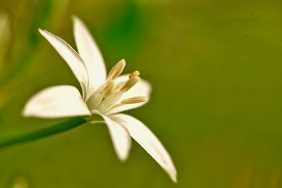 Close-up of white flower