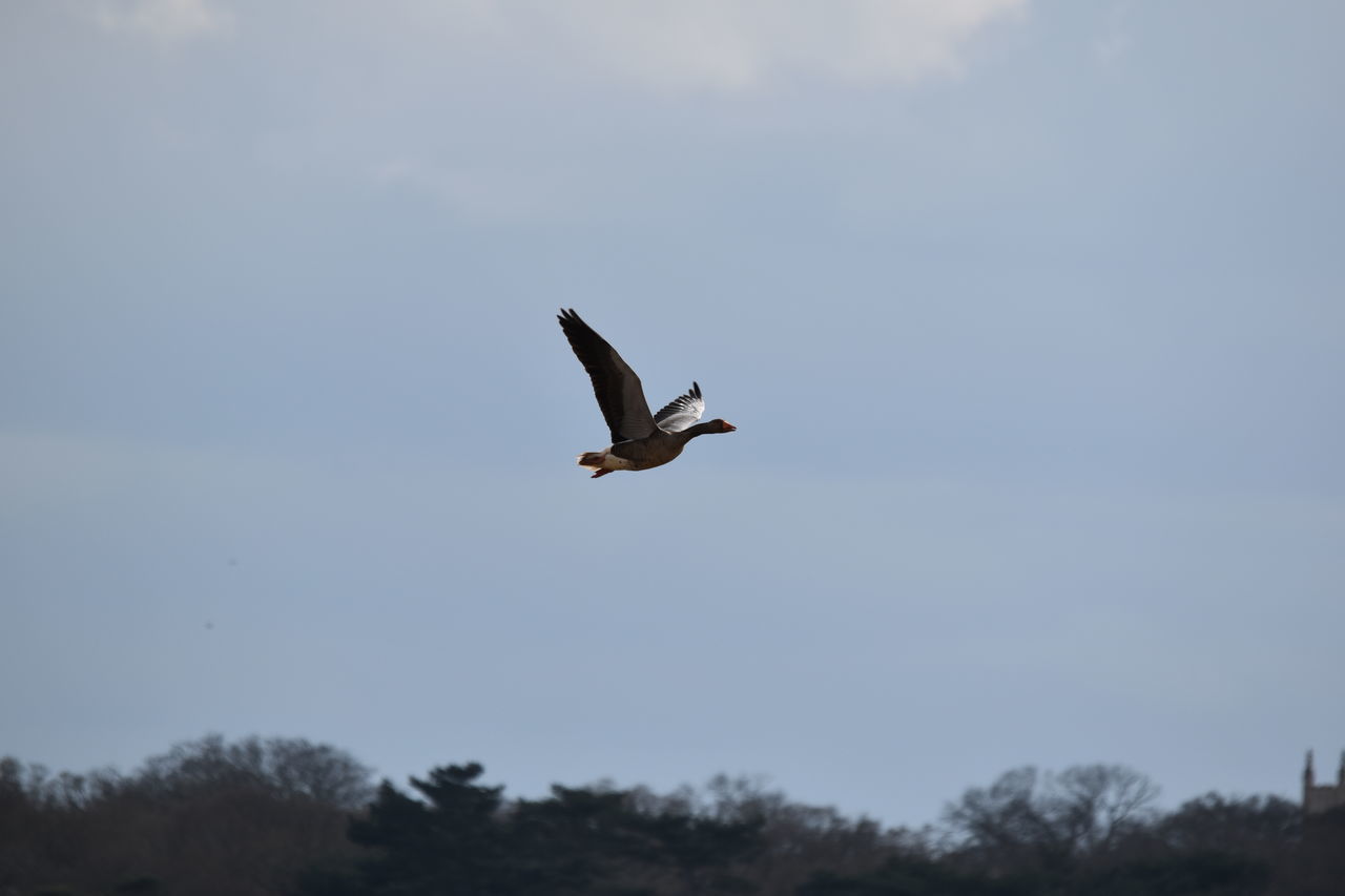 LOW ANGLE VIEW OF A BIRD FLYING