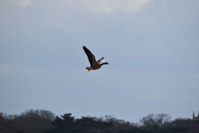 Low angle view of bird flying in sky