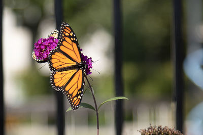 Close-up of butterfly pollinating on purple flower