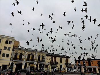 Low angle view of birds flying in city