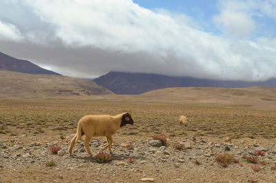 View of a sheep on landscape