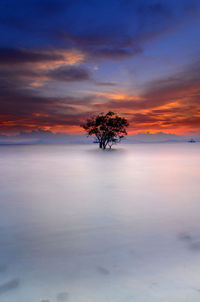 Silhouette tree on landscape against sunset sky