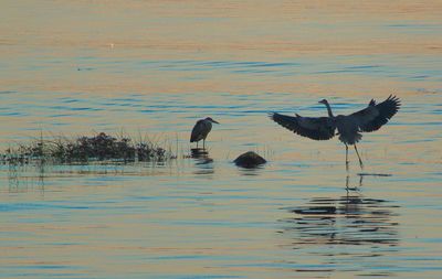 Birds flying over lake