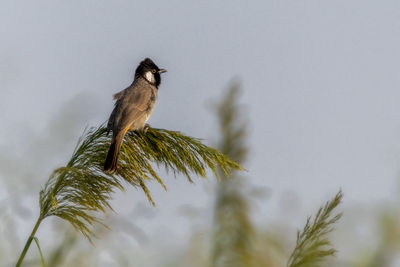 Low angle view of bird perching on branch