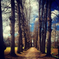 Narrow pathway along trees