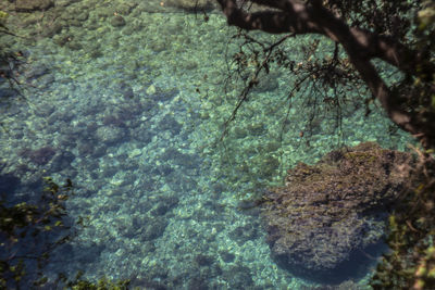 High angle view of plants and rocks