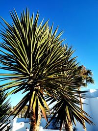 Low angle view of palm tree against blue sky