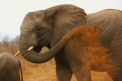 Side view of african elephant blowing dirt