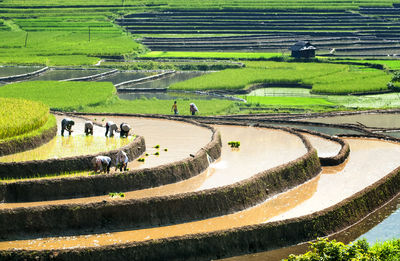 High angle view of rice field