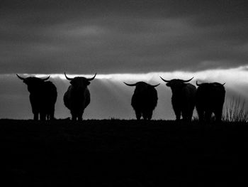 Cows on field against sky