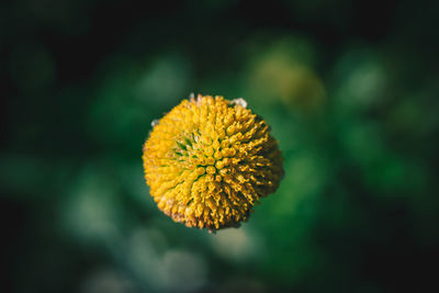 Close-up of yellow flower blooming outdoors