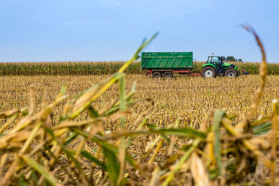 Crops growing on field against clear sky