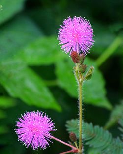 Close-up of thistle flower