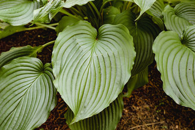 Full frame shot of food