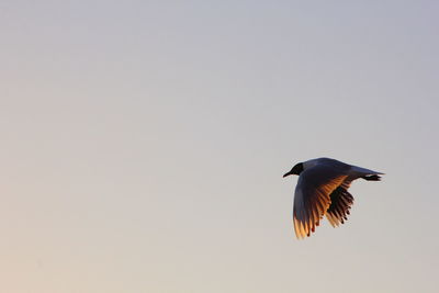 Low angle view of bird flying against clear sky