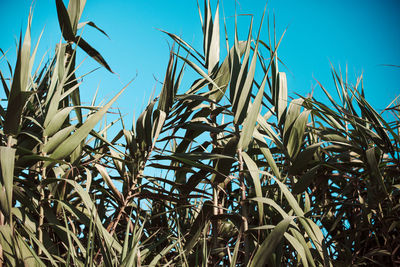 plant