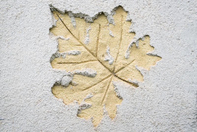 Close-up of autumn leaves on wall