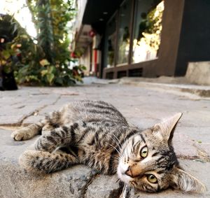 Portrait of a cat resting