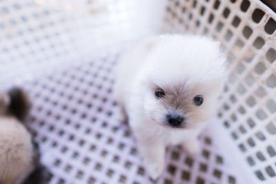 Close-up portrait of puppy