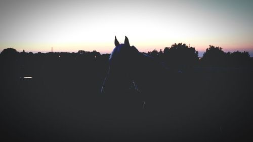 Silhouette of horse against sky during sunset