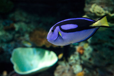 Close-up of fish swimming in sea